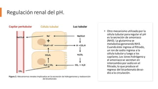 Regulación renal del pH.
• Otro mecanismo utilizadopor la
célula tubularpara regular el pH
es la secreción de amoniaco
(NH3). La glutaminase
metabolizagenerandoNH3.
Cuandoéste ingresa al filtrado,
un ion de sodio ingresa a la
célula tubulary luego a los
capilares.Los iones hidrógenoy
el amoniacose secretan en
intercambiopor sodio en el
filtrado,lo que produce el
regreso del bicarbonato deso-
dio a la circulación.
 