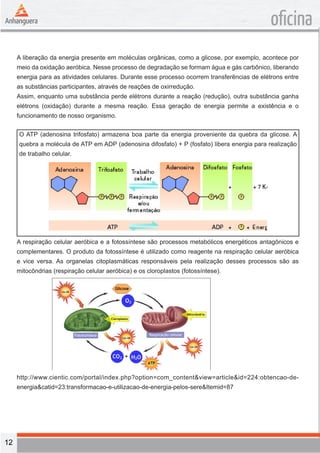 12 
oficina 
A liberação da energia presente em moléculas orgânicas, como a glicose, por exemplo, acontece por 
meio da oxidação aeróbica. Nesse processo de degradação se formam água e gás carbônico, liberando 
energia para as atividades celulares. Durante esse processo ocorrem transferências de elétrons entre 
as substâncias participantes, através de reações de oxirredução. 
Assim, enquanto uma substância perde elétrons durante a reação (redução), outra substância ganha 
elétrons (oxidação) durante a mesma reação. Essa geração de energia permite a existência e o 
funcionamento de nosso organismo. 
O ATP (adenosina trifosfato) armazena boa parte da energia proveniente da quebra da glicose. A 
quebra a molécula de ATP em ADP (adenosina difosfato) + P (fosfato) libera energia para realização 
de trabalho celular. 
A respiração celular aeróbica e a fotossíntese são processos metabólicos energéticos antagônicos e 
complementares. O produto da fotossíntese é utilizado como reagente na respiração celular aeróbica 
e vice versa. As organelas citoplasmáticas responsáveis pela realização desses processos são as 
mitocôndrias (respiração celular aeróbica) e os cloroplastos (fotossíntese). 
http://www.cientic.com/portal/index.php?option=com_content&view=article&id=224:obtencao-de-energia& 
catid=23:transformacao-e-utilizacao-de-energia-pelos-sere&Itemid=87 
 