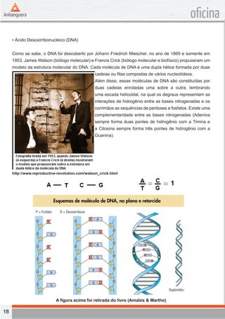 18 
oficina 
▪ Ácido Desoxirribonucleico (DNA) 
Como se sabe, o DNA foi descoberto por Johann Friedrich Miescher, no ano de 1869 e somente em 
1953, James Watson (biólogo molecular) e Francis Crick (biólogo molecular e biofísico) propuseram um 
modelo da estrutura molecular do DNA. Cada molécula de DNA é uma dupla hélice formada por duas 
cadeias ou fitas compostas de vários nucleotídeos. 
Além disso, essas moléculas de DNA são constituídas por 
duas cadeias enroladas uma sobre a outra, lembrando 
uma escada helicoidal, na qual os degraus representam as 
interações de hidrogênio entre as bases nitrogenadas e os 
corrimãos as sequências de pentoses e fosfatos. Existe uma 
complementaridade entre as bases nitrogenadas (Adenina 
sempre forma duas pontes de hidrogênio com a Timina e 
a Citosina sempre forma três pontes de hidrogênio com a 
Guanina). 
A figura acima foi retirada do livro (Amabis & Martho) 
http://www.reproductive-revolution.com/watson_crick.html 
 