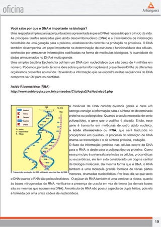 19 
oficina 
Você sabe por que o DNA é importante na biologia? 
Uma resposta simples para a pergunta acima apresentada é que o DNA é necessário para o início da vida. 
As principais tarefas realizadas pelo ácido desoxirribonucleico (DNA) é a transferência de informação 
hereditária de uma geração para a próxima, estabelecendo controle na produção de proteínas. O DNA 
também desempenha um papel importante na determinação da estrutura e funcionalidade das células, 
conhecido por armazenar informações codificadas na forma de moléculas biológicas. A quantidade de 
dados armazenados no DNA é muito grande. 
Uma simples bactéria Escherichia coli tem um DNA com nucleotídeos que são cerca de 4 milhões em 
número. Podemos, portanto, ter uma idéia sobre quanta informação está presente em DNAs de diferentes 
organismos presentes no mundo. Revelando a informação que se encontra nestas sequências de DNA 
comprova ser útil para os cientistas. 
Ácido Ribonucleico (RNA) 
http://www.sobiologia.com.br/conteudos/Citologia2/AcNucleico5.php 
A molécula de DNA contém diversos genes e cada um 
carrega consigo a informação para a síntese de determinada 
proteína ou polipeptídeo. Quando a célula necessita de certo 
polipeptídeo, o gene que o codifica é ativado. Então, esse 
gene é transcrito em moléculas de outro ácido nucléico, 
o ácido ribonucleico ou RNA, que será traduzido no 
polipeptídeo em questão. O processo de formação de RNA 
chama-se transcrição e o de síntese proteica, tradução. 
O fluxo da informação genética nas células ocorre do DNA 
para o RNA, e deste para o polipeptídeo ou proteína. Como 
esse princípio é universal para todas as células, procarióticas 
ou eucarióticas, ele tem sido considerado um dogma central 
da Biologia molecular. Da mesma forma que o DNA, o RNA 
também é uma molécula grande formada de várias partes 
menores, chamadas nucleotídeos. Por isso, diz-se que tanto 
o DNA quanto o RNA são polinucleotídeos. O açúcar do RNA também é uma pentose: a ribose, quanto 
às bases nitrogenadas do RNA, verifica-se a presença de uracila em vez de timina (as demais bases 
são as mesmas que ocorrem no DNA). A molécula de RNA não possui aspecto de dupla hélice, pois ela 
é formada por uma única cadeia de nucleotídeos. 
 