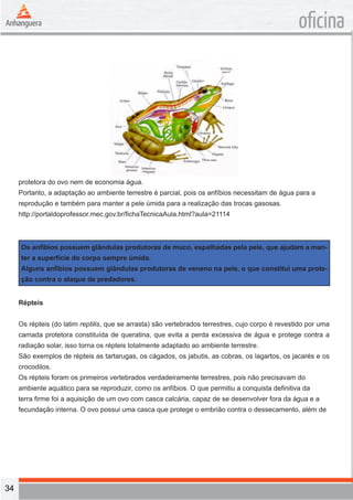 34 
oficina 
protetora do ovo nem de economia água. 
Portanto, a adaptação ao ambiente terrestre é parcial, pois os anfíbios necessitam de água para a 
reprodução e também para manter a pele úmida para a realização das trocas gasosas. 
http://portaldoprofessor.mec.gov.br/fichaTecnicaAula.html?aula=21114 
Os anfíbios possuem glândulas produtoras de muco, espalhadas pela pele, que ajudam a man-ter 
a superfície do corpo sempre úmida. 
Alguns anfíbios possuem glândulas produtoras de veneno na pele, o que constitui uma prote-ção 
contra o ataque de predadores. 
Répteis 
Os répteis (do latim reptilis, que se arrasta) são vertebrados terrestres, cujo corpo é revestido por uma 
camada protetora constituída de queratina, que evita a perda excessiva de água e protege contra a 
radiação solar, isso torna os répteis totalmente adaptado ao ambiente terrestre. 
São exemplos de répteis as tartarugas, os cágados, os jabutis, as cobras, os lagartos, os jacarés e os 
crocodilos. 
Os répteis foram os primeiros vertebrados verdadeiramente terrestres, pois não precisavam do 
ambiente aquático para se reproduzir, como os anfíbios. O que permitiu a conquista definitiva da 
terra firme foi a aquisição de um ovo com casca calcária, capaz de se desenvolver fora da água e a 
fecundação interna. O ovo possui uma casca que protege o embrião contra o dessecamento, além de 
 