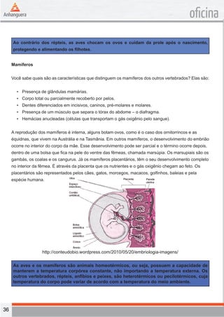 36 
oficina 
Ao contrário dos répteis, as aves chocam os ovos e cuidam da prole após o nascimento, 
protegendo e alimentando os filhotes. 
Mamíferos 
Você sabe quais são as características que distinguem os mamíferos dos outros vertebrados? Elas são: 
• Presença de glândulas mamárias. 
• Corpo total ou parcialmente recoberto por pelos. 
• Dentes diferenciados em incisivos, caninos, pré-molares e molares. 
• Presença de um músculo que separa o tórax do abdome – o diafragma. 
• Hemácias anucleadas (células que transportam o gás oxigênio pelo sangue). 
A reprodução dos mamíferos é interna, alguns botam ovos, como é o caso dos ornitorrincos e as 
équidnas, que vivem na Austrália e na Tasmânia. Em outros mamíferos, o desenvolvimento do embrião 
ocorre no interior do corpo da mãe. Esse desenvolvimento pode ser parcial e o término ocorre depois, 
dentro de uma bolsa que fica na pele do ventre das fêmeas, chamada marsúpia. Os marsupiais são os 
gambás, os coalas e os cangurus. Já os mamíferos placentários, têm o seu desenvolvimento completo 
no interior da fêmea. É através da placenta que os nutrientes e o gás oxigênio chegam ao feto. Os 
placentários são representados pelos cães, gatos, morcegos, macacos, golfinhos, baleias e pela 
espécie humana. 
http://conteudobio.wordpress.com/2010/05/20/embriologia-imagens/ 
As aves e os mamíferos são animais homeotérmicos, ou seja, possuem a capacidade de 
manterem a temperatura corpórea constante, não importando a temperatura externa. Os 
outros vertebrados, répteis, anfíbios e peixes, são heterotérmicos ou pecilotérmicos, cuja 
temperatura do corpo pode variar de acordo com a temperatura do meio ambiente. 
 