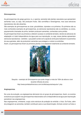 44 
oficina 
Gimnospermas 
As gimnospermas (do grego gymnos, nu, e sperma, semente) são plantas vasculares que apresentam 
sementes nuas, ou seja, não produzem frutos. São cormófitas e fanerógamas, mas suas estruturas 
reprodutoras não são atraentes. 
São exemplos de gimnospermas as cicas, gincobilobas, ciprestes e os pinheiros. Os pinheiros são os 
mais conhecidos exemplos de gimnospermas, as estruturas reprodutoras são os estróbilos, ou cones, 
popularmente chamadas de pinha, também produzem sementes, conhecidas como pinhão. 
As gimnospermas foram as primeiras a obterem sucesso no ambiente terrestre, devido às estruturas de 
adaptação e à total independência da água para sua reprodução, ou seja, essas plantas apresentam 
estruturas reprodutivas – estróbilo – que podem contar com a ajuda do vento para realizarem cruzamentos 
de seus gametas, além de produzirem sementes que protegem e nutrem os embriões. 
Assim, as gimnospermas foram as primeiras plantas a se adaptarem totalmente ao ambiente terrestre. 
Sequóia – exemplo de Gimnosperma que pode chegar a mais de 100m de altura e viver 
durante milhares de anos. 
http://www.portalsaofrancisco.com.br/alfa/sequoia/sequoia-1.php 
Angiospermas 
No curso da evolução, as angiospermas derivaram de um grupo de gimnospermas. Assim, os eventos 
evolutivos que surgiram nas gimnospermas relacionados com a independência da água para reprodução 
persistiram nas angiospermas. 
Nas angiospermas, entretanto, surgiu outra estrutura de proteção do embrião: o fruto. Os frutos, além 
de protegerem as sementes, também contribuem para a sua disseminação. Animais comem os frutos e 
 