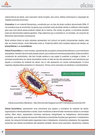 6 
oficina 
sobrevivência da célula, pois executam várias funções, tais como: defesa (anticorpos) e regulação de 
reações químicas (enzimas). 
Cromatina: é um material filamentoso, constituído por um tipo de ácido nucléico denominado DNA. É 
na cromatina que se encontram os genes que controlam toda atividade celular e codificam informações 
para que uma célula possa produzir cópias de si mesma. Por conter os genes, a cromatina também 
pode ser denominada material genético. Hoje sabemos que a cromatina é, na verdade, um conjunto de 
filamentos denominado cromossomo. 
Muito embora todos os tipos celulares apresentem em comum os quatro componentes citados, eles 
são, ao mesmo tempo, muito diferentes entre si. Podemos definir dois modelos básicos de células: as 
procarióticas e as eucarióticas. 
Célula Procariótica: é muito simples, apresentando os quatros componentes básicos e uma membrana 
esquelética, também denominada parede celular, que é externa à membrana plasmática. Esse envoltório 
constituído de carboidratos, não tem função seletiva e seu papel é sustentar e proteger a célula. A 
principal característica da célula procariótica reside no fato de ela não apresentar uma membrana que 
separe a cromatina do restante da célula, isto é, não apresenta um núcleo individualizado. A única 
organela citoplasmática presente é o ribossomo. Temos como exemplos as bactérias e cianobactérias. 
Célula procariótica (Bactéria) - http://biomarinete.blogspot.com/2011/02/celula-procarionte.html 
Célula Eucariótica: apresentam uma membrana que separa a cromatina do restante da célula, 
organizando e individualizando o núcleo. Essa membrana é denominada membrana celular ou envelope 
celular. Além disso, apresentam inúmeras estruturas mergulhadas no hialoplasma, denominadas 
organelas, que são capazes de executar diferentes e importantes funções que garantem o metabolismo 
celular. Ao conjunto formado pelas organelas mais o hialoplasma, chamamos citoplasma. As organelas 
presentes nas células eucarióticas são bastante variadas, temos como exemplos: ribossomos, sistema 
 