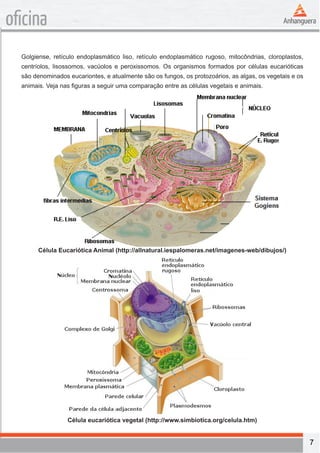 7 
oficina 
Golgiense, retículo endoplasmático liso, retículo endoplasmático rugoso, mitocôndrias, cloroplastos, 
centríolos, lisossomos, vacúolos e peroxissomos. Os organismos formados por células eucarióticas 
são denominados eucariontes, e atualmente são os fungos, os protozoários, as algas, os vegetais e os 
animais. Veja nas figuras a seguir uma comparação entre as células vegetais e animais. 
Célula Eucariótica Animal (http://allnatural.iespalomeras.net/imagenes-web/dibujos/) 
Célula eucariótica vegetal (http://www.simbiotica.org/celula.htm) 
 