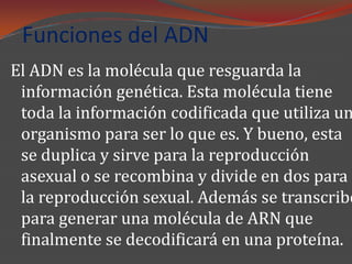Funciones del ADN
El ADN es la molécula que resguarda la
 información genética. Esta molécula tiene
 toda la información codificada que utiliza un
 organismo para ser lo que es. Y bueno, esta
 se duplica y sirve para la reproducción
 asexual o se recombina y divide en dos para
 la reproducción sexual. Además se transcribe
 para generar una molécula de ARN que
 finalmente se decodificará en una proteína.
 