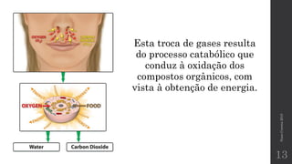 NunoCorreia2015
13
Esta troca de gases resulta
do processo catabólico que
conduz à oxidação dos
compostos orgânicos, com
vista à obtenção de energia.
 