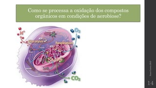 Como se processa a oxidação dos compostos
orgânicos em condições de aerobiose?
NunoCorreia2015
14
 