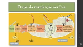 Etapa da respiração aeróbia
NunoCorreia2015
16
 