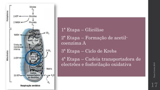 NunoCorreia2015
17
• 1ª Etapa – Glicólise
• 2ª Etapa – Formação de acetil-
coenzima A
• 3ª Etapa – Ciclo de Krebs
• 4ª Etapa – Cadeia transportadora de
electrões e fosforilação oxidativa
 