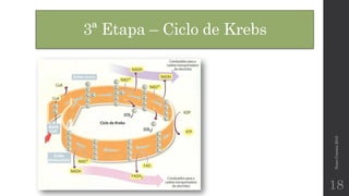 3ª Etapa – Ciclo de Krebs
NunoCorreia2015
18
 