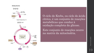 NunoCorreia2015
19
• O ciclo de Krebs, ou ciclo do ácido
cítrico, é um conjunto de reacções
metabólicas que conduz à
oxidação completa da glicose.
• Este conjunto de reacções ocorre
na matriz da mitocôndria.
 