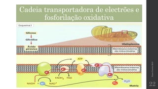 Cadeia transportadora de electrões e
fosforilação oxidativa
NunoCorreia2015
22
 