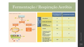 Fermentação / Respiração Aeróbia
NunoCorreia2015
26
 