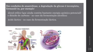 NunoCorreia2015
28
Em condições de anaerobiose, a degradação da glicose é incompleta,
formando-se, por exemplo:
álcool etílico (que ainda contém bastante energia química potencial)
e dióxido de carbono - no caso da fermentação alcoólica;
ácido láctico - no caso da fermentação láctica.
 