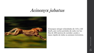 Acinonyx jubatus
NunoCorreia2015
6
Consegue atingir velocidades de 110 a 120
km/h, por curtos períodos de cada vez (ao
fim de 400 metros de corrida), sendo o
mais rápido de todos os animais terrestres.
 