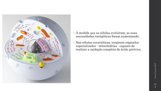 NunoCorreia2015
7
• À medida que as células evoluíram, as suas
necessidades energéticas foram aumentando.
• Nas células eucarióticas, surgiram organelos
especializados - mitocôndrias - capazes de
realizar a oxidação completa do ácido pirúvico.
 