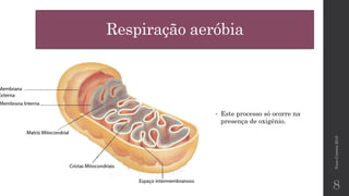 Respiração aeróbia
NunoCorreia2015
8
• Este processo só ocorre na
presença de oxigénio.
 