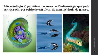NunoCorreia2015
9
A fermentação só permite obter cerca de 2% da energia que pode
ser retirada, por oxidação completa, de uma molécula de glicose.
 