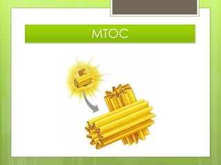 MTOC




       Nuno Correia 2011/12
 