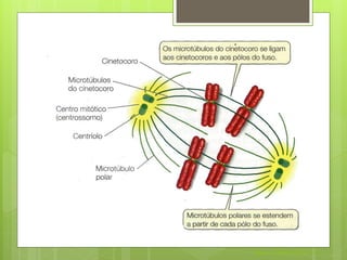 Nuno Correia 2011/12
 