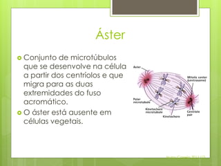 Áster
 Conjunto   de microtúbulos
  que se desenvolve na célula
  a partir dos centríolos e que
  migra para as duas
  extremidades do fuso
  acromático.
 O áster está ausente em
  células vegetais.



                                  Nuno Correia 2011/12
 