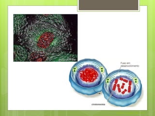 Nuno Correia 2011/12
 