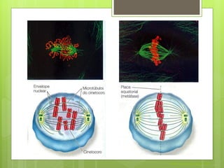 Nuno Correia 2011/12
 