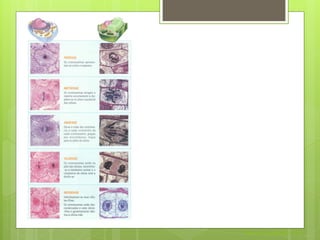 Nuno Correia 2011/12
 