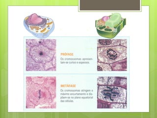 Nuno Correia 2011/12
 