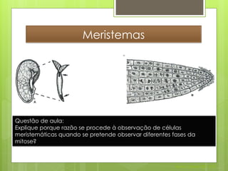 Meristemas




Questão de aula:
Explique porque razão se procede à observação de células
meristemáticas quando se pretende observar diferentes fases da
mitose?



                                                       Nuno Correia 2011/12
 