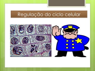 Regulação do ciclo celular




                      Nuno Correia 2011/12
 