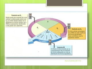 Nuno Correia 2011/12
 