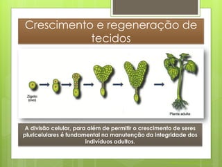 Crescimento e regeneração de
           tecidos




 A divisão celular, para além de permitir o crescimento de seres
pluricelulares é fundamental na manutenção da integridade dos
                        indivíduos adultos.


                                                      Nuno Correia 2011/12
 