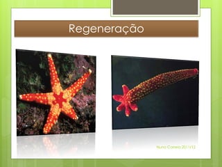 Regeneração




              Nuno Correia 2011/12
 