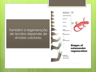 Também a regeneração
de tecidos depende de
   divisões celulares.




                         Nuno Correia 2011/12
 