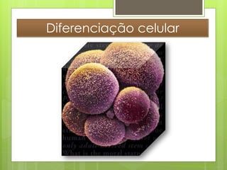Diferenciação celular




                   Nuno Correia 2011/12
 