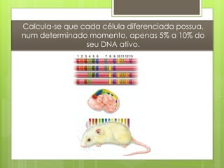 Calcula-se que cada célula diferenciada possua,
num determinado momento, apenas 5% a 10% do
                seu DNA ativo.




                                      Nuno Correia 2011/12
 