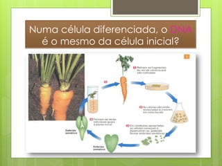 Numa célula diferenciada, o DNA
  é o mesmo da célula inicial?




                          Nuno Correia 2011/12
 