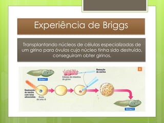 Experiência de Briggs
Transplantando núcleos de células especializadas de
um girino para óvulos cujo núcleo tinha sido destruído,
              conseguiram obter girinos.




                                               Nuno Correia 2011/12
 