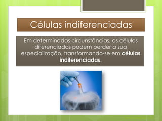 Células indiferenciadas
 Em determinadas circunstâncias, as células
    diferenciadas podem perder a sua
especialização, transformando-se em células
              indiferenciadas.




                                     Nuno Correia 2011/12
 