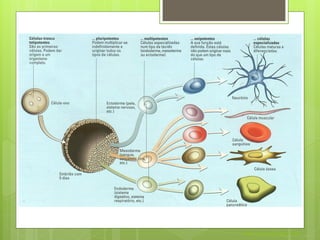 Nuno Correia 2011/12
 