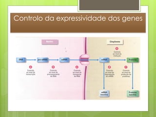Controlo da expressividade dos genes




                             Nuno Correia 2011/12
 