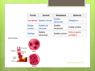 Nuno Correia 2011/12
 
