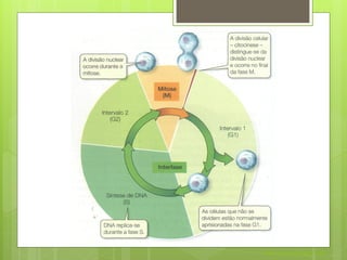 Nuno Correia 2011/12
 