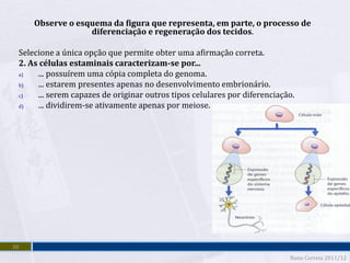 Observe o esquema da figura que representa, em parte, o processo de
                  diferenciação e regeneração dos tecidos.

 Selecione a única opção que permite obter uma afirmação correta.
 2. As células estaminais caracterizam-se por...
 a)   ... possuírem uma cópia completa do genoma.
 b)   ... estarem presentes apenas no desenvolvimento embrionário.
 c)   ... serem capazes de originar outros tipos celulares por diferenciação.
 d)   ... dividirem-se ativamente apenas por meiose.




10
                                                                           Nuno Correia 2011/12
 