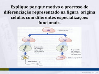 Explique por que motivo o processo de
diferenciação representado na figura origina
    células com diferentes especializações
                 funcionais.




11
                                     Nuno Correia 2011/12
 