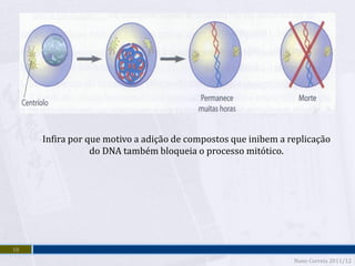 Infira por que motivo a adição de compostos que inibem a replicação
                 do DNA também bloqueia o processo mitótico.




18
                                                               Nuno Correia 2011/12
 