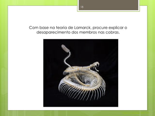 18




Com base na teoria de Lamarck, procure explicar o
  desaparecimento dos membros nas cobras.




                                              Nuno Correia 2011/12
 