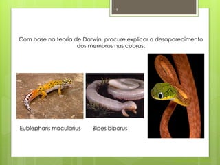 19




Com base na teoria de Darwin, procure explicar o desaparecimento
                    dos membros nas cobras.




Eublepharis macularius   Bipes biporus




                                                     Nuno Correia 2011/12
 